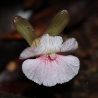 Cyphostigma pulchellum (Thwaites) Benth.